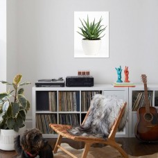 Isolated Aloe Vera Plant on White Pot Print By Photology1971   